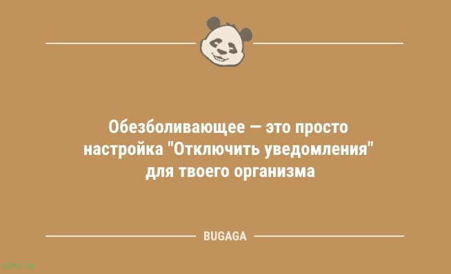 Анекдоты посмеяться: «Когда котики придут к власти…» 