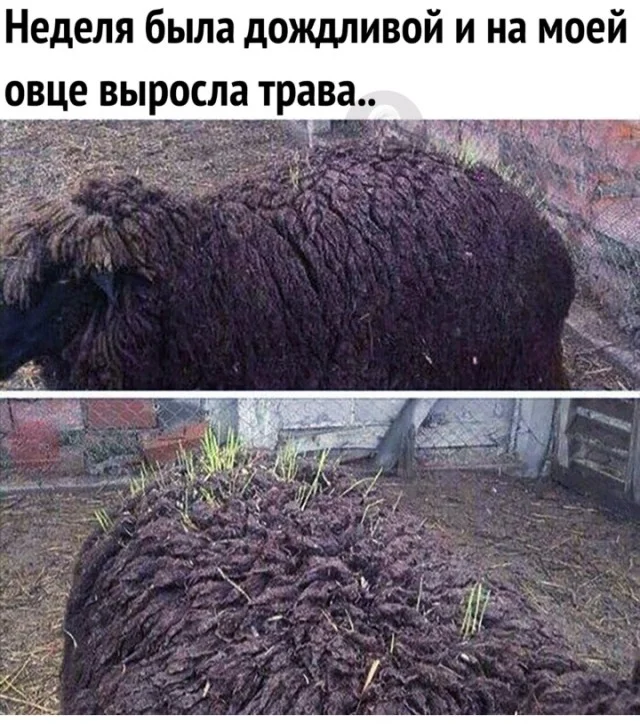 Смешные картинки