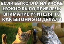 Разные картинки с надписями