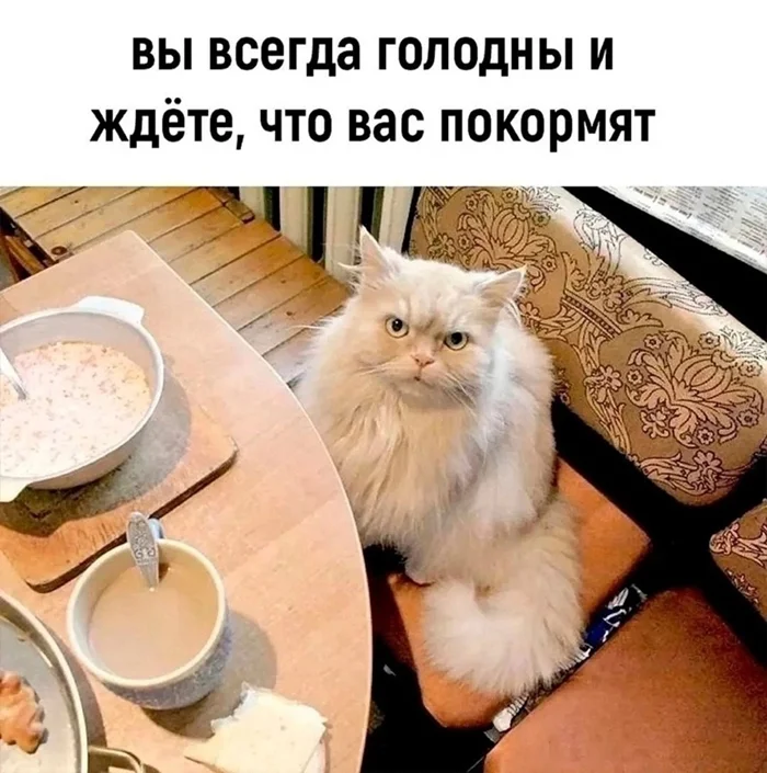 Признаки того, что вы — кот