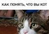 Признаки того, что вы — кот
