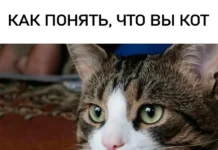 Признаки того, что вы — кот