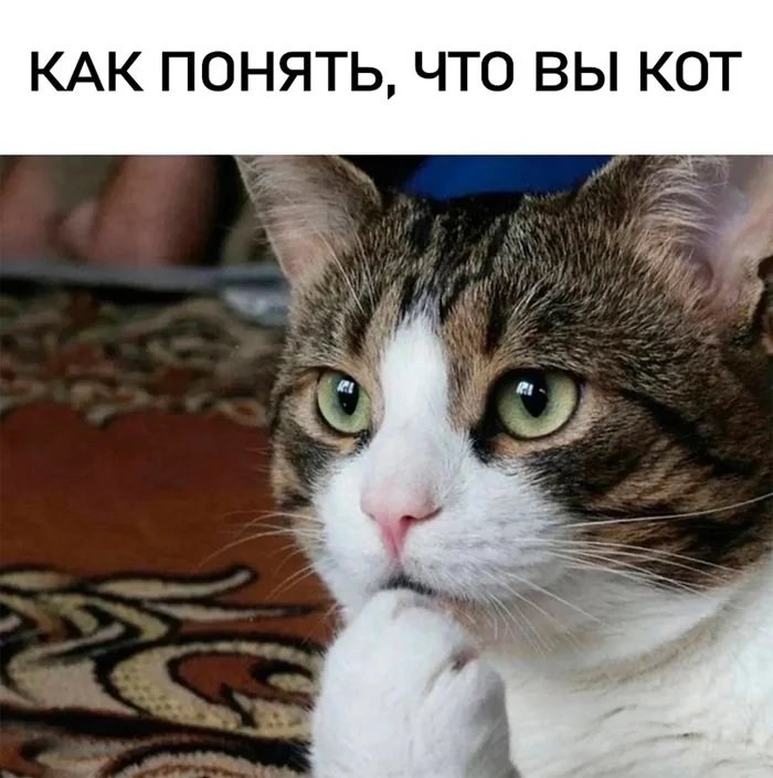 Признаки того, что вы — кот