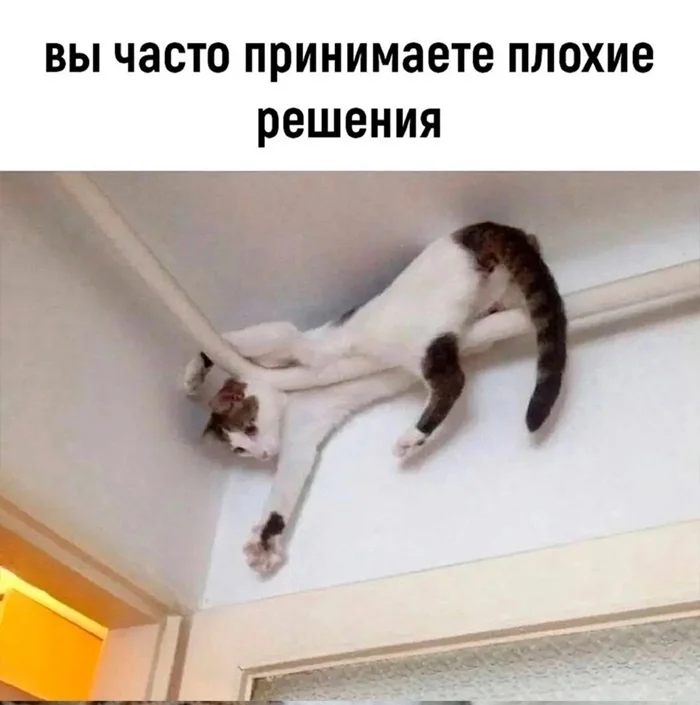 Признаки того, что вы — кот