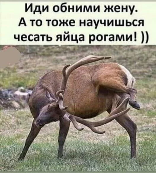 Юмор в ленту