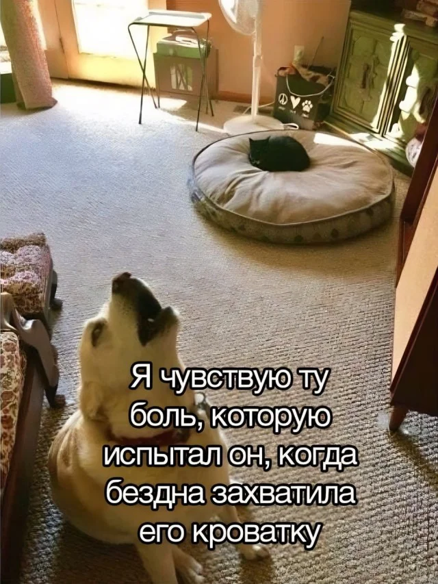 Ого, свежие приколы!