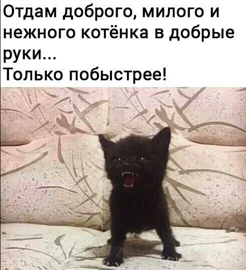 Весёлые картинки