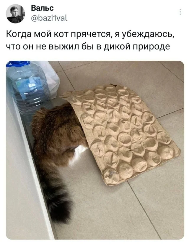 Веселые и даже смешные картинки