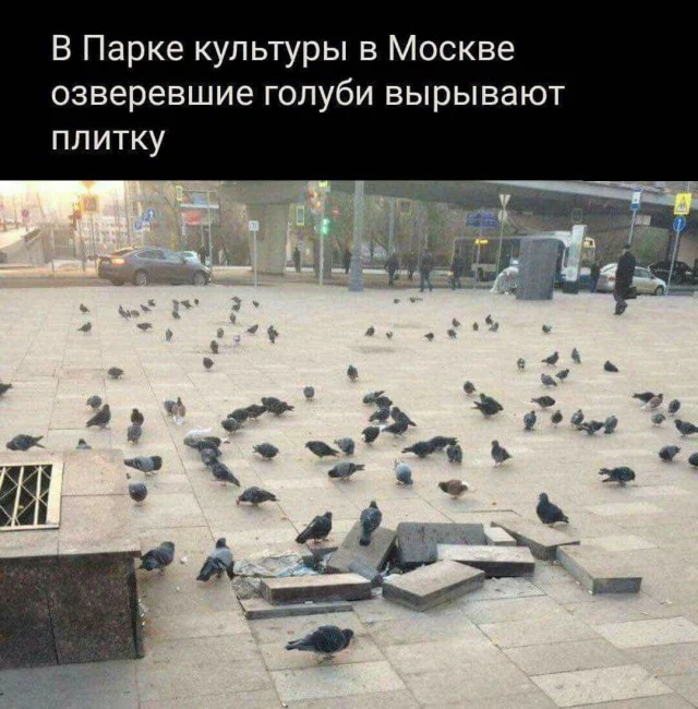 Ого, свежие приколы!