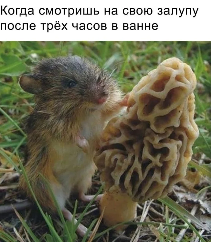 Нестандартный юмор #316
