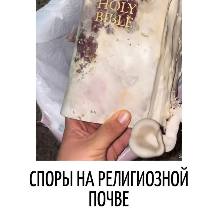 Игра слов #65