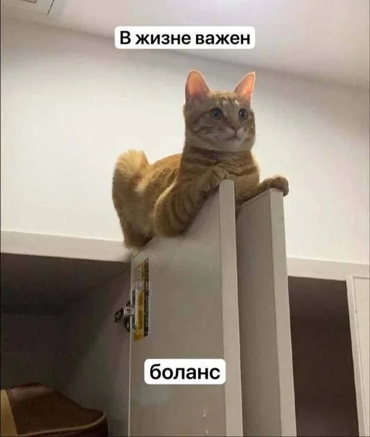 Веселые и даже смешные картинки