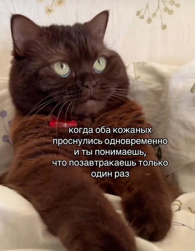 Веселые и даже смешные картинки