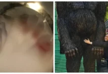 20 эпичных фейлов из-за рассеянности и забывчивости