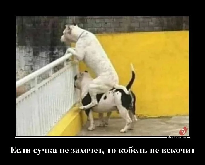 Демотиваторы свежие