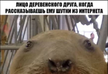 Свежак или баяны? Правильно! Баяны!