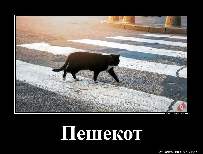 Демотиваторов порция