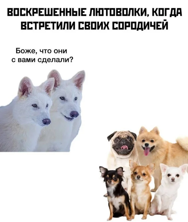 Ого, свежие приколы!