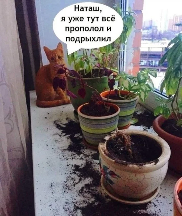 Весёлые картинки