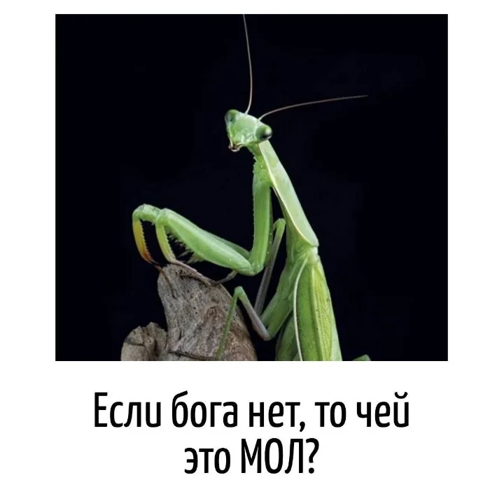 Игра слов #61