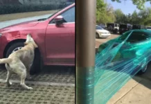 Когда и человек, и зверь не упустили шанс отомстить