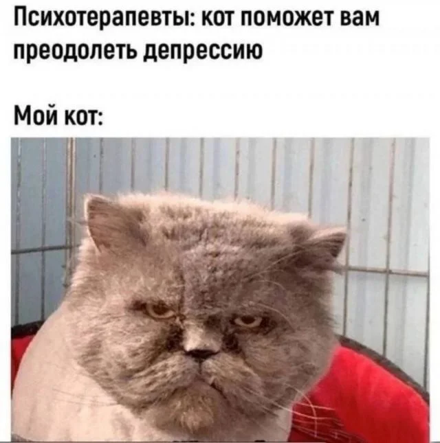 Смешные скрины из соцсетей #30