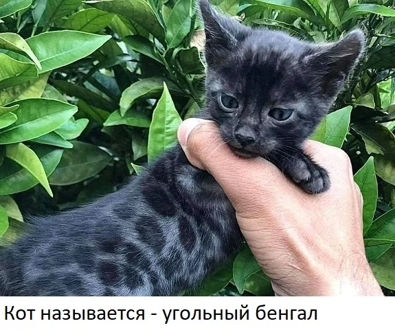 Очередные прикольные картинки