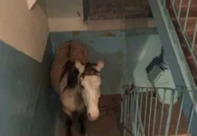 Необычные происшествия в подъездах России