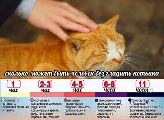 Чутка картинок
