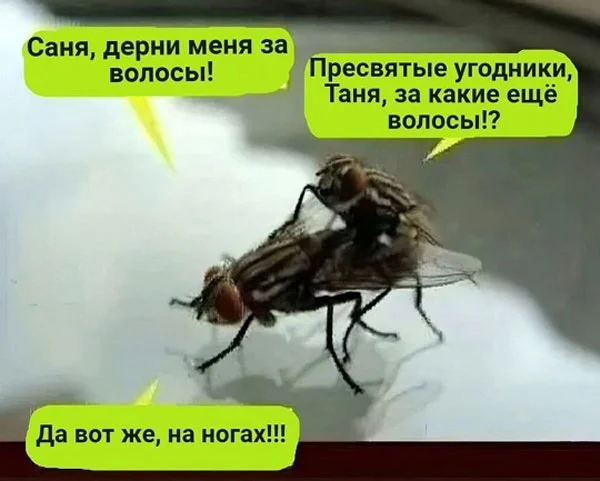 Свежак или баяны? Правильно! Баяны!