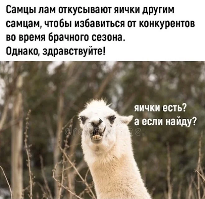 КартинкоПост