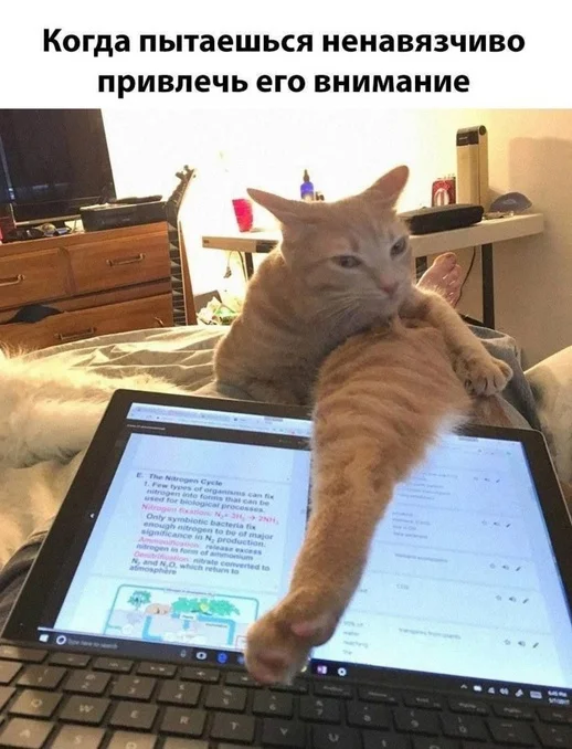 Весёлые картинки