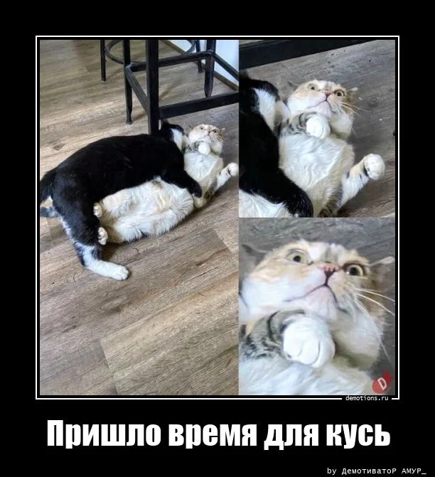 Демотиваторов порция