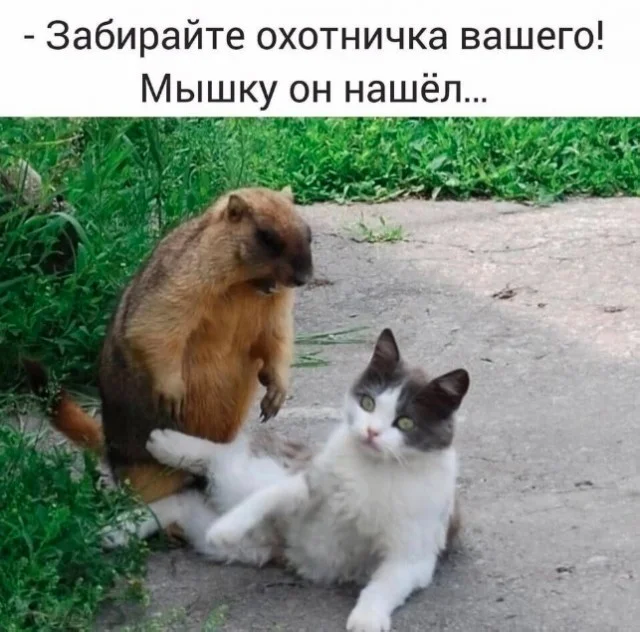 Картинки с юмором и не толко
