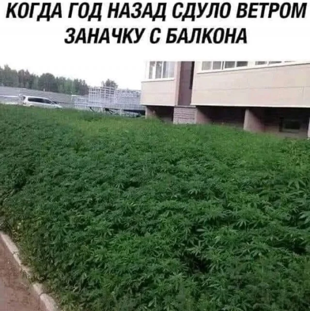 Улыбательные картинки разной степени свежести