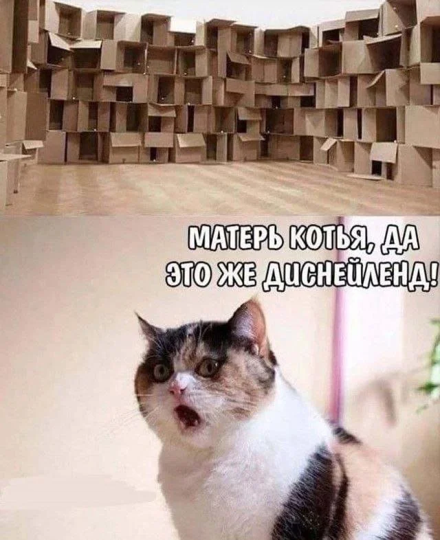 Смешные скрины из соцсетей #39