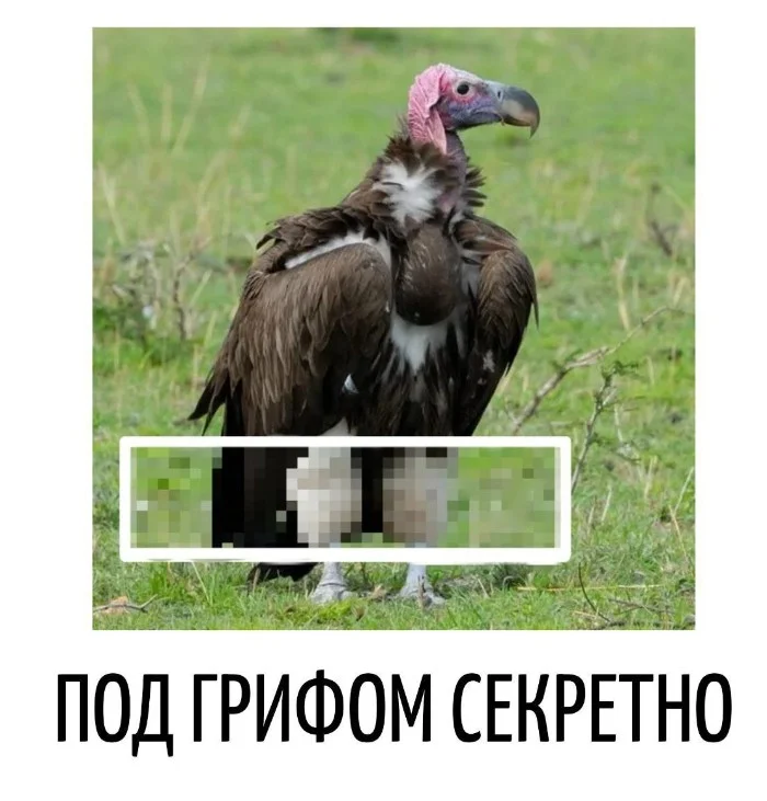 Игра слов #70