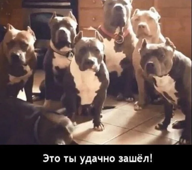 Кайф, а не прикольные картинки