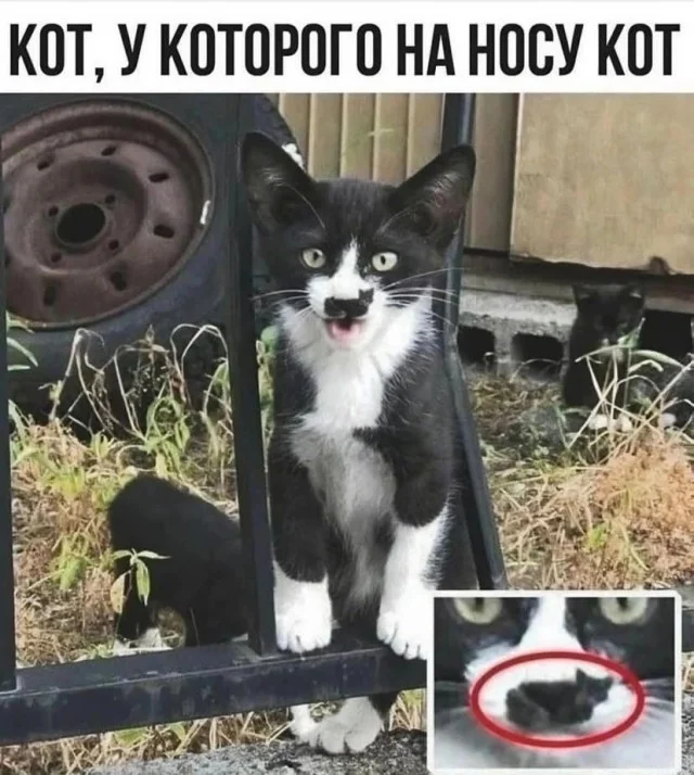 Куда смешней-то? Прикольные картинки