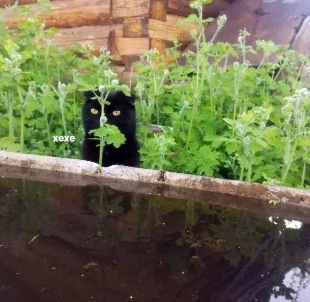 Кайф, а не прикольные картинки