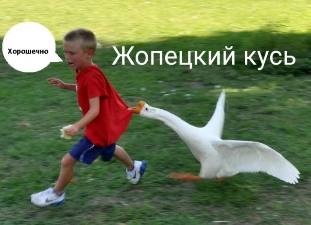 Коллекция баянов