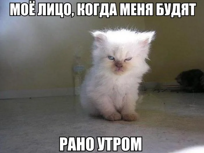 Забавные иллюстрации