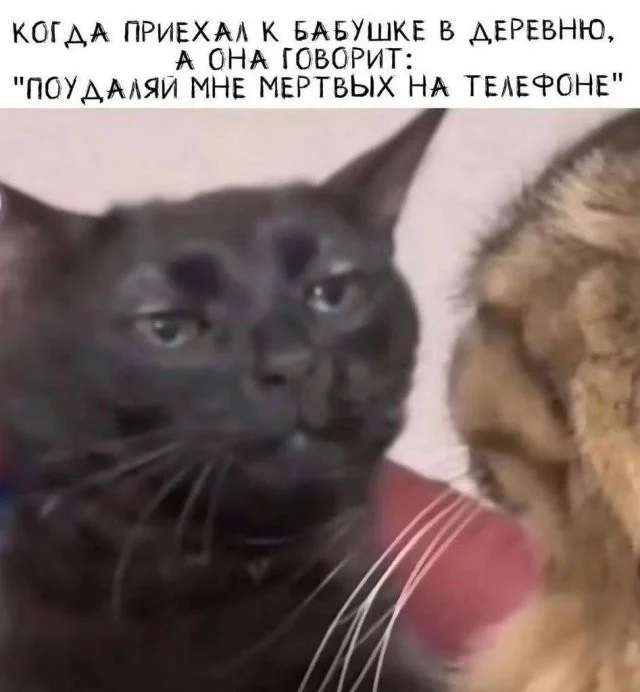 Смешные скрины из соцсетей #41