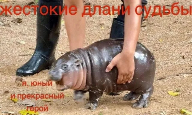 Смешные скрины из соцсетей #33