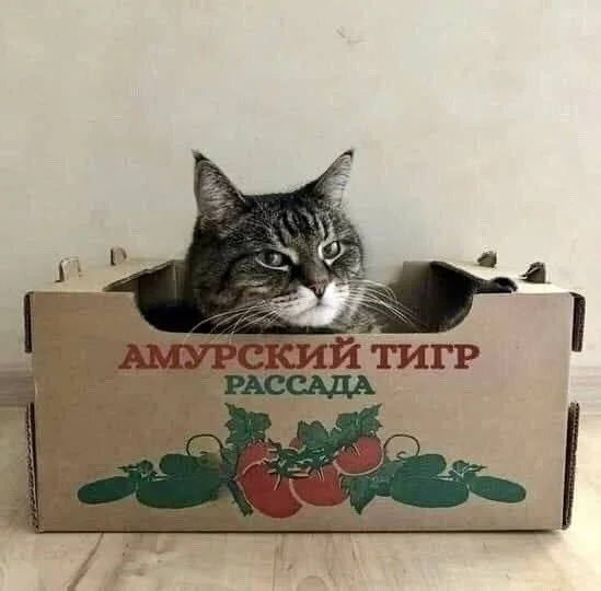 Смешные скрины из соцсетей #42