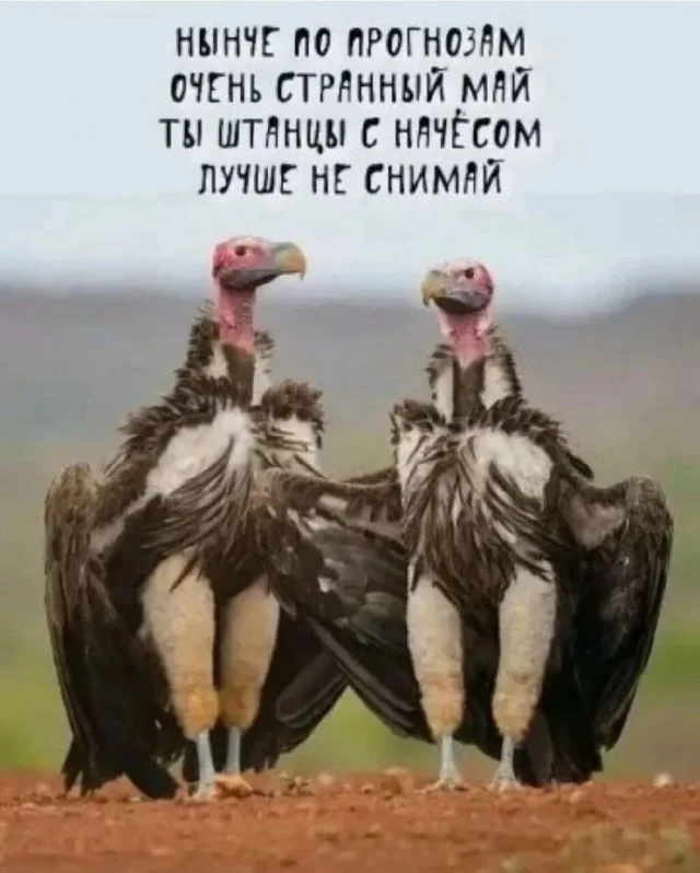 Смешные прикольчики