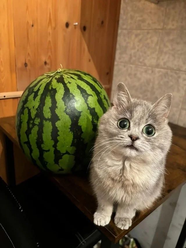 Так себе приколы