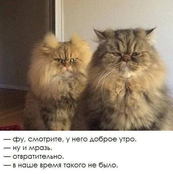 Смешные скрины из соцсетей #42