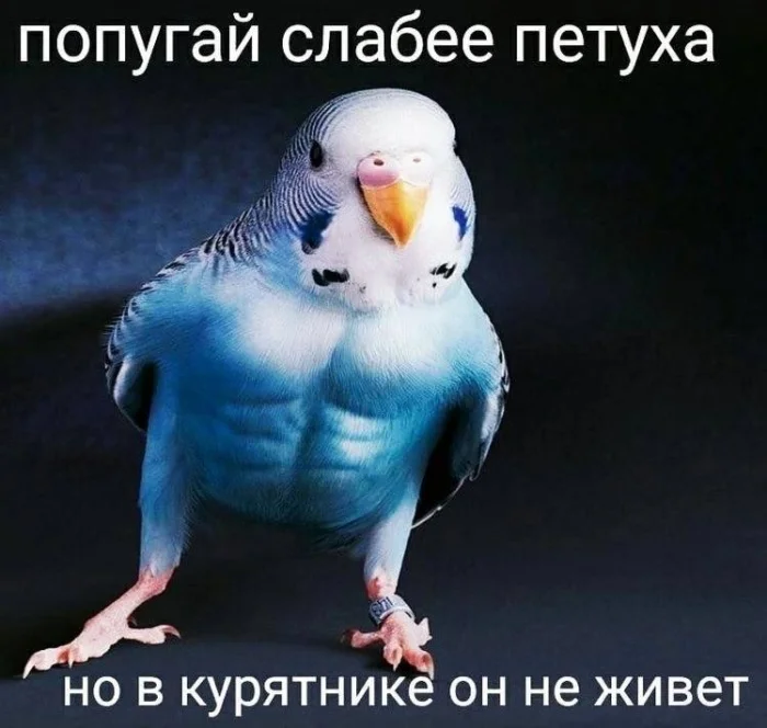 Нестандартный юмор #372