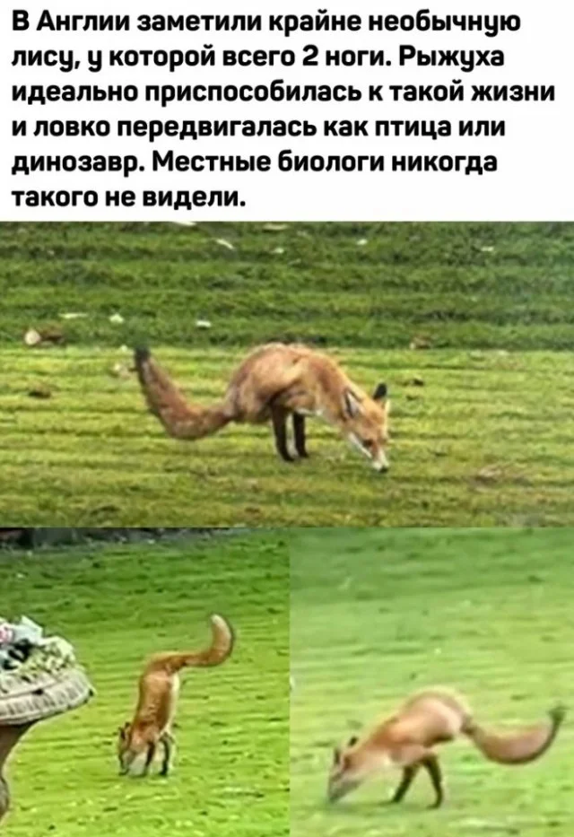 Смешные прикольчики